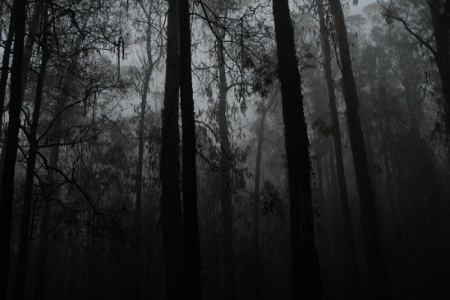 selva oscura